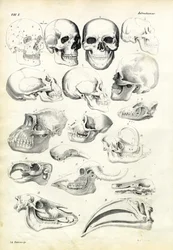 Crânes, 1863-79